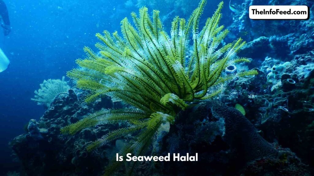 Is Seaweed Halal
